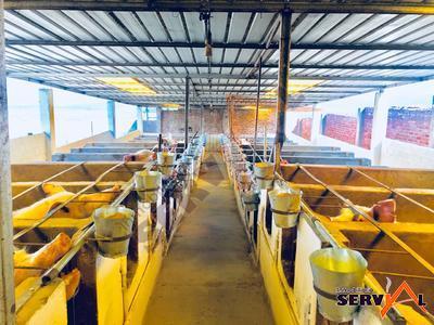 granja-porcina-en-venta-con-el-municipio-de-vinto
